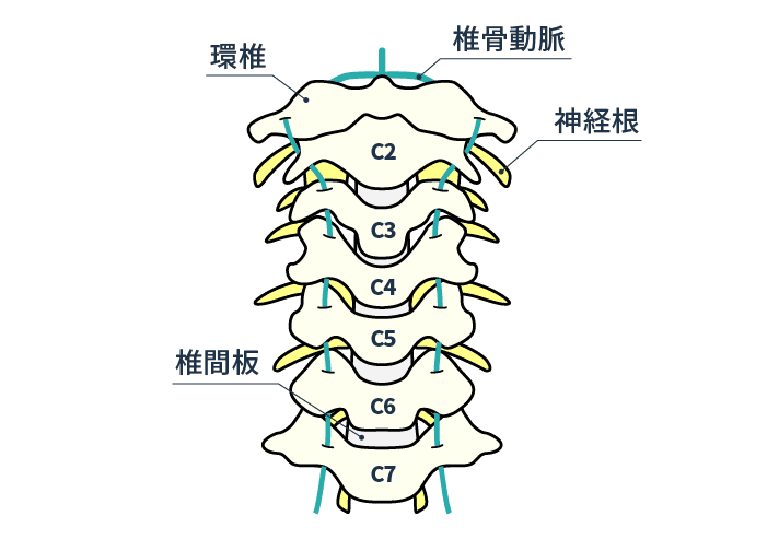 首の骨図